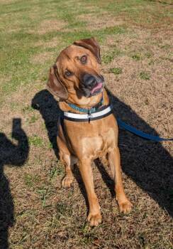 Rescue Rhodesian Ridgeback and Mixed Breed Dogs for Adoption in Maybrook, New York - Jake | PetCurious