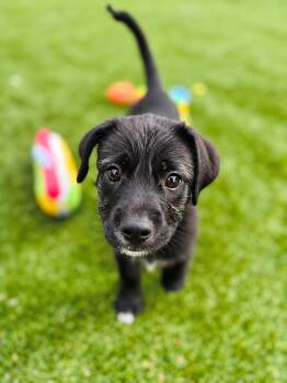 Connor -  Schnauzer and Border Terrier Dog for Adoption in Rockville, Maryland - Connor | PetCurious