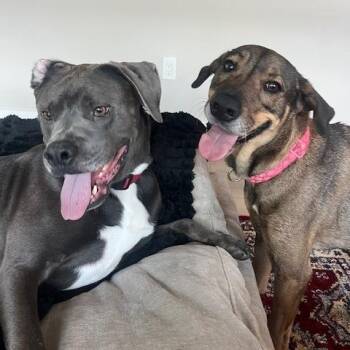 Mixed Breed Dogs Available for Adoption - Gigi | PetCurious