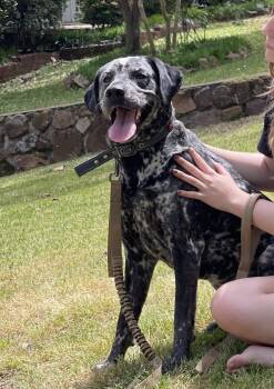 Courtesy Listing - Bonnie -  German Shorthaired Pointer Dog for Adoption in Fayetteville, Arkansas - Courtesy Listing - Bonnie | PetCurious