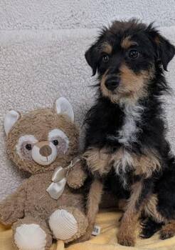Kash -  Terrier and Mixed Breed Dog for Adoption in Houston, Texas - Kash | PetCurious