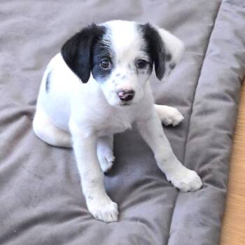 Mixed Breed Dogs Available for Adoption in Prescott, Arizona - Maxie | PetCurious