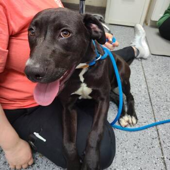 Mixed Breed Dogs Available for Adoption in Middleburg, Florida - Salena 28576 | PetCurious