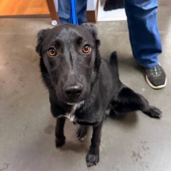 BC Stray Piper -  Mixed Breed Dog for Adoption in Idaho Falls, Idaho - BC Stray Piper | PetCurious