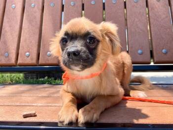 Papillon and Chihuahua Dogs Available for Adoption in Tustin, California - SHAKA | PetCurious