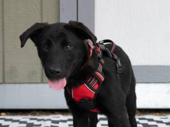 Island Litter - Aruba -  Labrador Retriever and Husky Dog for Adoption in Savage, Minnesota - Island Litter - Aruba | PetCurious