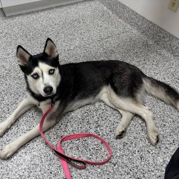 Siberian Husky Dogs Available for Adoption - Poppy | PetCurious