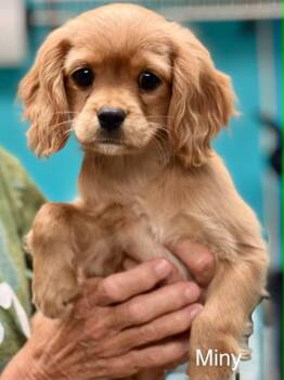 Cocker Spaniel and Cavalier King Charles Spaniel Dogs Available for Adoption in Brunswick, Maine - Miny | PetCurious