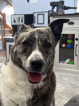 Great Pyrenees Dogs Available for Adoption in Farmingdale, New Jersey - Chickie | PetCurious
