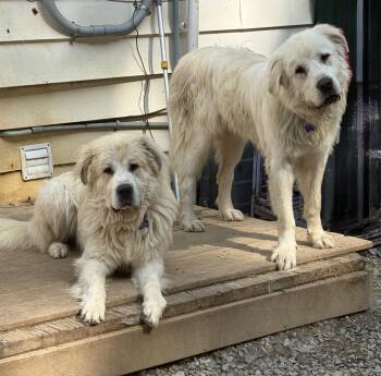 Koga and Yuki -  Great Pyrenees and Newfoundland Dog Dog for Adoption in Bakersville, North Carolina - Koga And Yuki | PetCurious