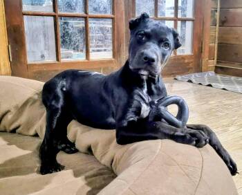 Rescue Cane Corso Dogs for Adoption in Norwood, Georgia - Phoenix | PetCurious