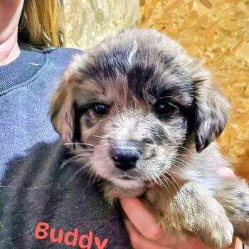 Buddy (20261018-06) -  Labrador Retriever Dog for Adoption in Niagara Falls, Ontario - Buddy (20261018-06) | PetCurious