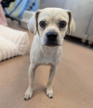 Grilled Cheese -  Pug and Chihuahua Dog for Adoption in Santa Rosa, California - Grilled Cheese | PetCurious