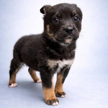 Mixed Breed Dogs Available for Adoption - Floki | PetCurious