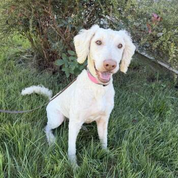 Dixie -  Goldendoodle Dog for Adoption in High Ridge, Missouri - Dixie | PetCurious