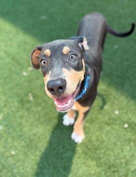 Archie -  Doberman Pinscher and Mixed Breed Dog for Adoption in Morton Grove, Illinois - Archie | PetCurious
