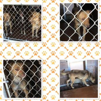 HENRIETTA -  Collie Dog for Adoption in Buckhannon, West Virginia - HENRIETTA | PetCurious