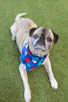 Mako -  Pug Dog for Adoption in Gardena, California - Mako | PetCurious