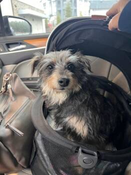 Silky Terrier and Terrier Dogs Available for Adoption - Jack Frost | PetCurious