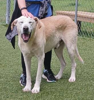 Lemon -  Labrador Retriever Dog for Adoption in Independence, Missouri - Lemon | PetCurious