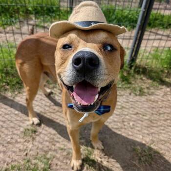 Gus -  American Staffordshire Terrier Dog for Adoption in Pittsburgh, Pennsylvania - Gus | PetCurious