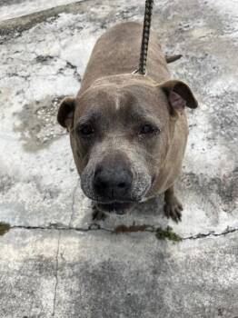 American Bulldog Dogs Available for Adoption in Doral, Florida - TINKER BELL | PetCurious