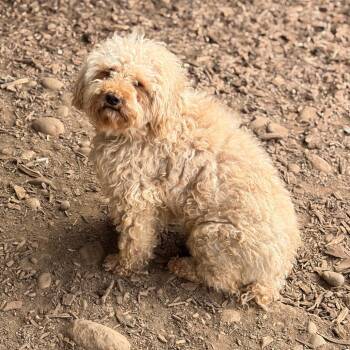 Leto -  Miniature Poodle Dog for Adoption in Chico, California - Leto | PetCurious