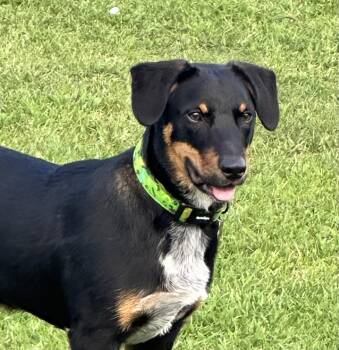 Red -  Australian Kelpie and Terrier Dog for Adoption in Garner, North Carolina - Red | PetCurious