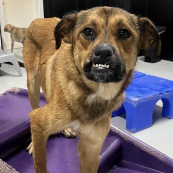 Cranberry -  Mixed Breed Dog for Adoption in Portland, Oregon - Cranberry | PetCurious