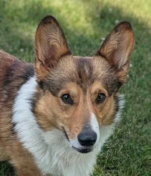 Cletus -  Cardigan Welsh Corgi and Mixed Breed Dog for Adoption in Baraboo, Wisconsin - Cletus | PetCurious