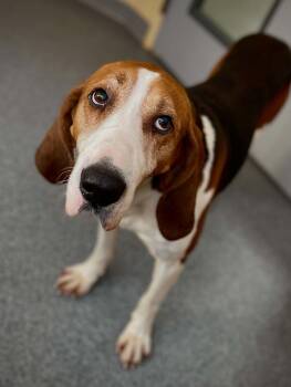 Treeing Walker Coonhound Dogs Available for Adoption in Covington, Virginia - Waylon | PetCurious