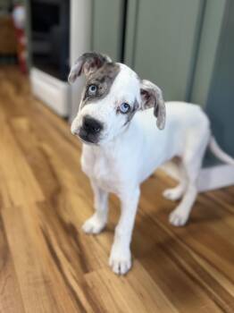 Serene -  Mixed Breed Dog for Adoption in Buena Vista, Colorado - Serene | PetCurious