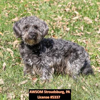 Marty -  Miniature Poodle Dog for Adoption in Stroudsburg, Pennsylvania - Marty | PetCurious