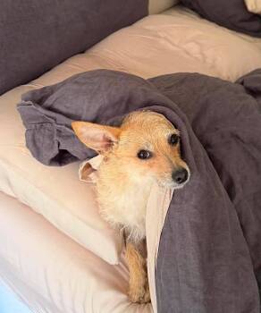 Pearl -  Australian Terrier and Chihuahua Dog for Adoption in San Francisco, California - Pearl | PetCurious