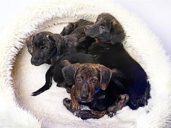 JETTA -  Labrador Retriever and Mixed Breed Dog for Adoption in Fort Lauderdale, Florida - JETTA | PetCurious
