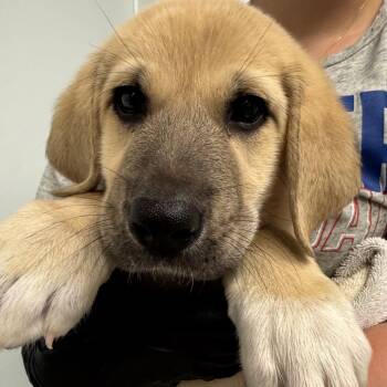 Reese -  Anatolian Shepherd and Mixed Breed Dog for Adoption in Abilene, Texas - Reese | PetCurious