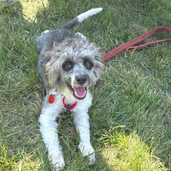 Bubba -  Mixed Breed Dog for Adoption in Wheeling, Illinois - Bubba | PetCurious