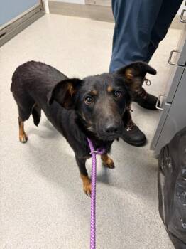 Fig -  Australian Shepherd Dog for Adoption in Bloomington, Indiana - Fig | PetCurious