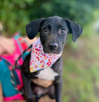 Mars -  Mixed Breed Dog for Adoption in Ellijay, Georgia - Mars | PetCurious