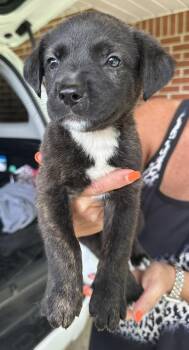 Polly -  Shepherd and American Bulldog Dog for Adoption in Troy, Alabama - Polly | PetCurious