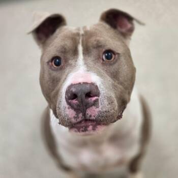 Piglet aka Rocky -  Pit Bull Terrier Dog for Adoption in Chatham, Virginia - Piglet Aka Rocky | PetCurious