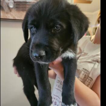 Rescue German Shepherd Dog Dogs for Adoption in Tulsa, Oklahoma - Tiger | PetCurious