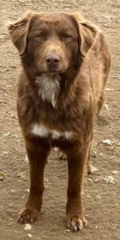 Australian Shepherd Dogs Available for Adoption - Oz | PetCurious