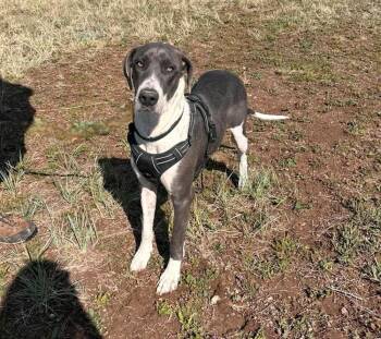 Great Dane Dogs Available for Adoption in Sedalia, Colorado - Penelope | PetCurious