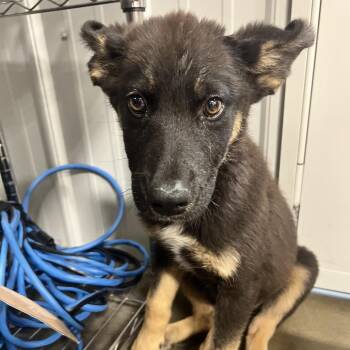 Rico -  Mixed Breed Dog for Adoption in Bismarck, North Dakota - Rico | PetCurious