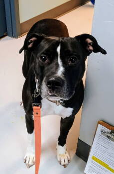 Rescue Pit Bull Terrier Dogs for Adoption in Pryor, Oklahoma - Petey #10177 | PetCurious