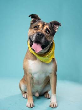 Davis -  Mixed Breed Dog for Adoption in Atlanta, Georgia - Davis | PetCurious