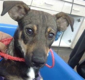 Rescue Mixed Breed Dogs for Adoption in Dallas, Texas - CROWLEY | PetCurious