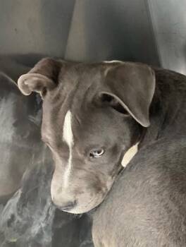 Pit Bull Terrier Dogs Available for Adoption in Dallas, Texas - CHIPPEWA | PetCurious