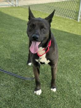 Australian Kelpie and Mixed Breed Dogs Available for Adoption - Roadrunner | PetCurious